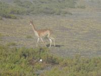 Tatio Geysire &ndash; &copy; Constanze Hölig (Eberhardt TRAVEL)