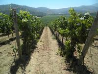 Weingut Matetic &ndash; &copy; Constanze Hölig (Eberhardt TRAVEL)