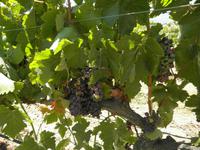 Weingut Matetic &ndash; &copy; Constanze Hölig (Eberhardt TRAVEL)