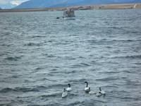 Puerto Natales &ndash; &copy; Constanze Hölig (Eberhardt TRAVEL)