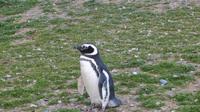 Magellanpinguin auf der Magdaleneninsel &ndash; &copy; Maria Drewans (Eberhardt TRAVEL)