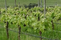Weingut Matetic &ndash; &copy; Sandra Winkler (Eberhardt TRAVEL)