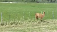 Lama &ndash; &copy; Sylvia Sann (Eberhardt TRAVEL)