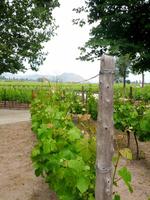 211_Weingut Concha y Toro &ndash; &copy; Jörg Nesse (Eberhardt TRAVEL)