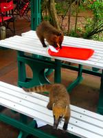 291_Coatis &ndash; &copy; Jörg Nesse (Eberhardt TRAVEL)