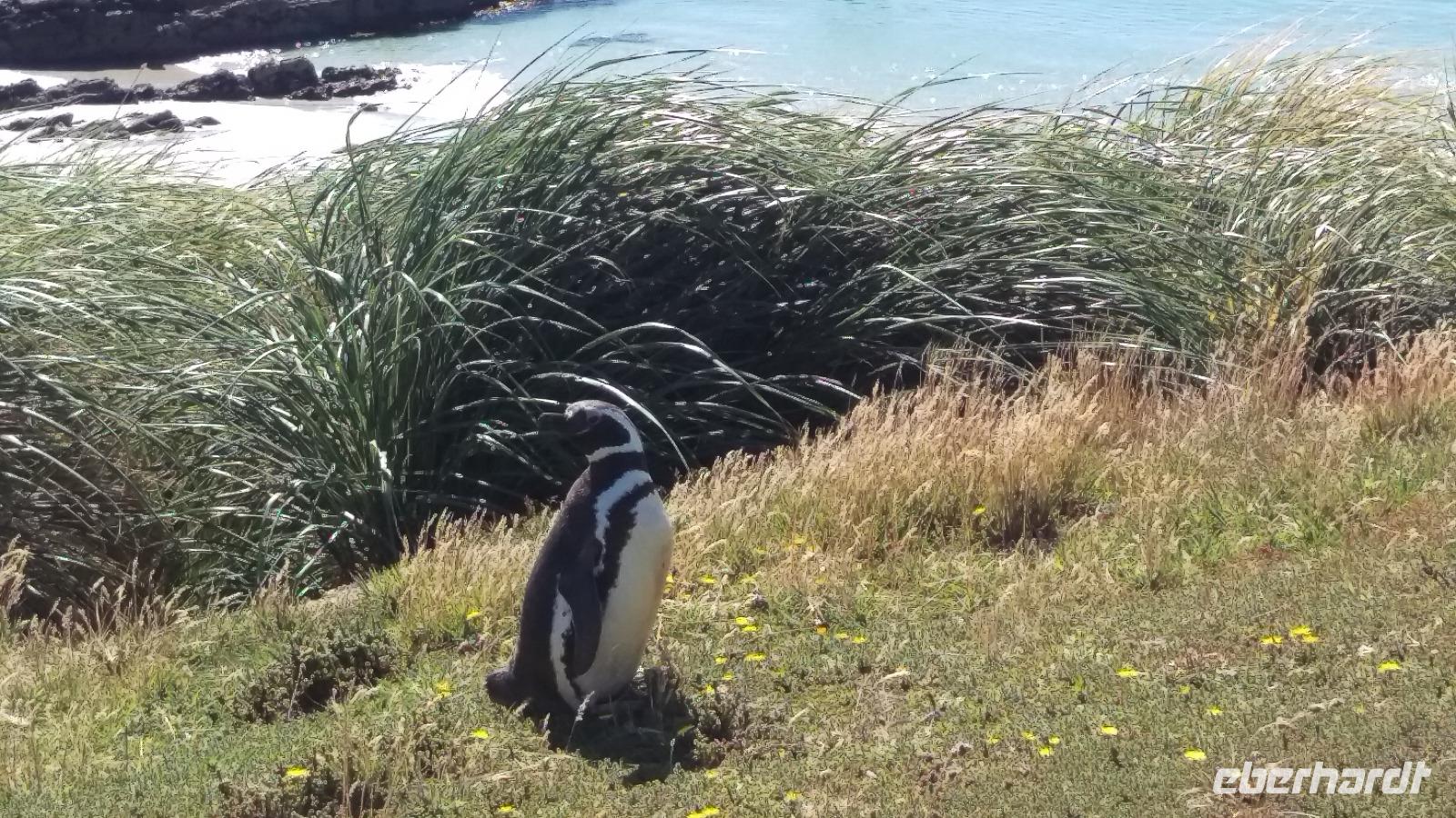 Magellan-Pinguine bei Yorke Bay und Gypsy Cove &ndash; &copy; Stefanie Knisse (Eberhardt TRAVEL)