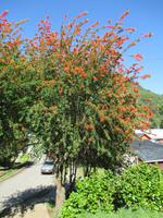 IMG 9082 Feuerbaum &ndash; &copy; Sylvia Sann (Eberhardt TRAVEL)
