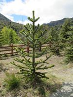 IMG 9087 Trompenpass &ndash; &copy; Sylvia Sann (Eberhardt TRAVEL)