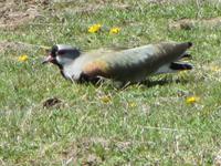 IMG 9145 patagonische Gans &ndash; &copy; Sylvia Sann (Eberhardt TRAVEL)