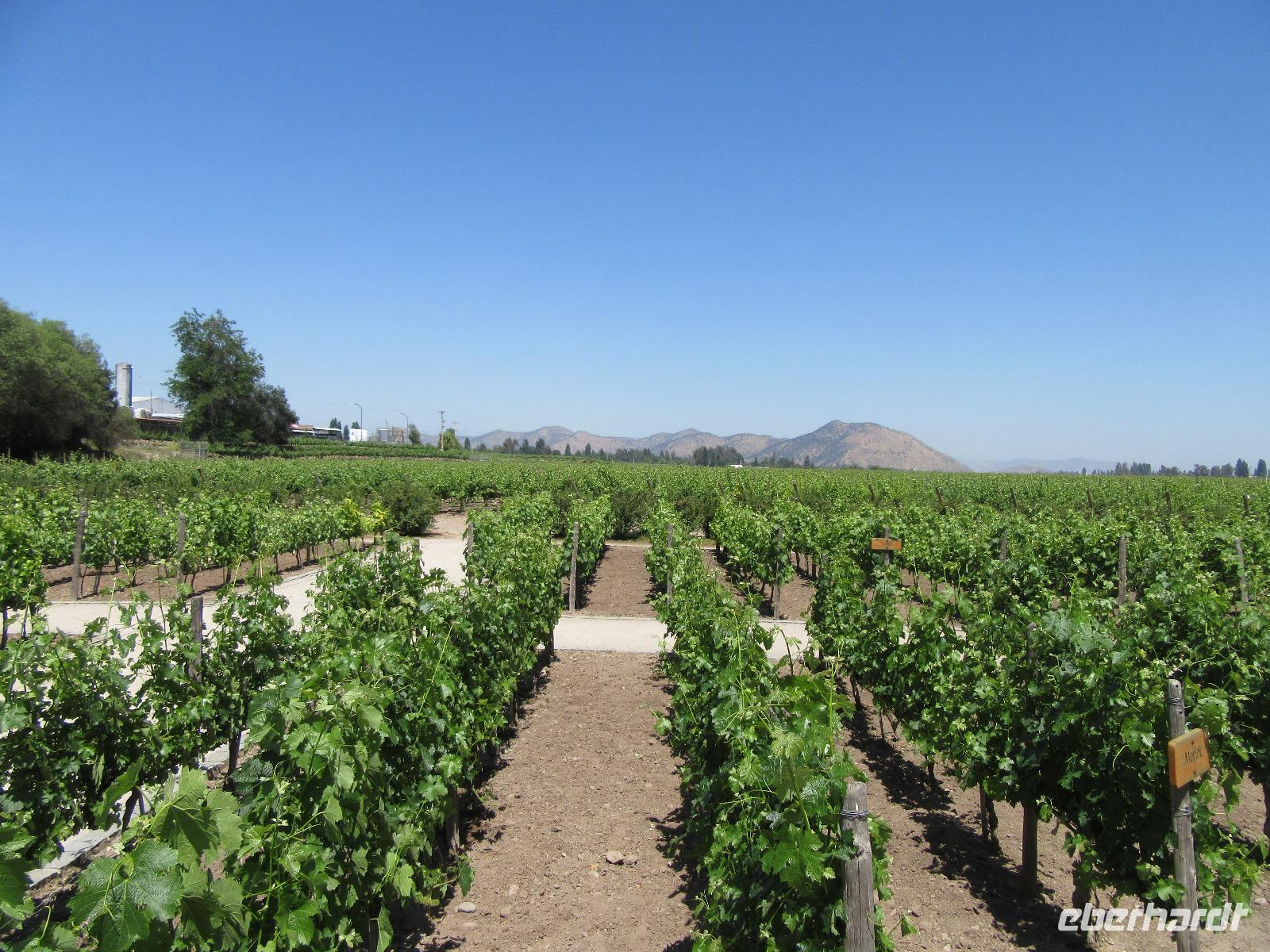 Bodega Concha y Toro (8) &ndash; &copy; Francisco Javier Burgos Gutierrez (Eberhardt TRAVEL)