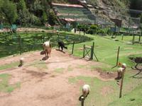 Santuario Animal de Ccochahuasi (4) &ndash; &copy; Francisco Javier Burgos Gutierrez (Eberhardt TRAVEL)