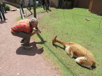 Santuario Animal de Ccochahuasi (6) &ndash; &copy; Francisco Javier Burgos Gutierrez (Eberhardt TRAVEL)