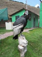 Santuario Animal de Ccochahuasi (19) &ndash; &copy; Francisco Javier Burgos Gutierrez (Eberhardt TRAVEL)