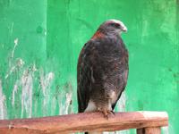 Santuario Animal de Ccochahuasi (30) &ndash; &copy; Francisco Javier Burgos Gutierrez (Eberhardt TRAVEL)