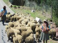 Andahuaylillas (5) &ndash; &copy; Francisco Javier Burgos Gutierrez (Eberhardt TRAVEL)