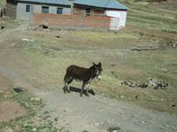 Puno (4) &ndash; &copy; Francisco Javier Burgos Gutierrez (Eberhardt TRAVEL)