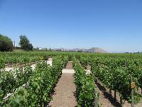 Bodega Concha y Toro (8) &ndash; &copy; Francisco Javier Burgos Gutierrez (Eberhardt TRAVEL)