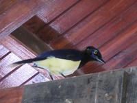 Iguazu (Argentinien) (25) &ndash; &copy; Francisco Javier Burgos Gutierrez (Eberhardt TRAVEL)