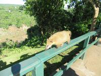Iguazu (Brasil) (2) &ndash; &copy; Francisco Javier Burgos Gutierrez (Eberhardt TRAVEL)