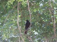 Iguazu (Brasil) (23) &ndash; &copy; Francisco Javier Burgos Gutierrez (Eberhardt TRAVEL)