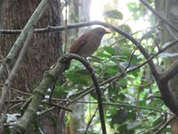 Iguazu (Brasil) (35) &ndash; &copy; Francisco Javier Burgos Gutierrez (Eberhardt TRAVEL)
