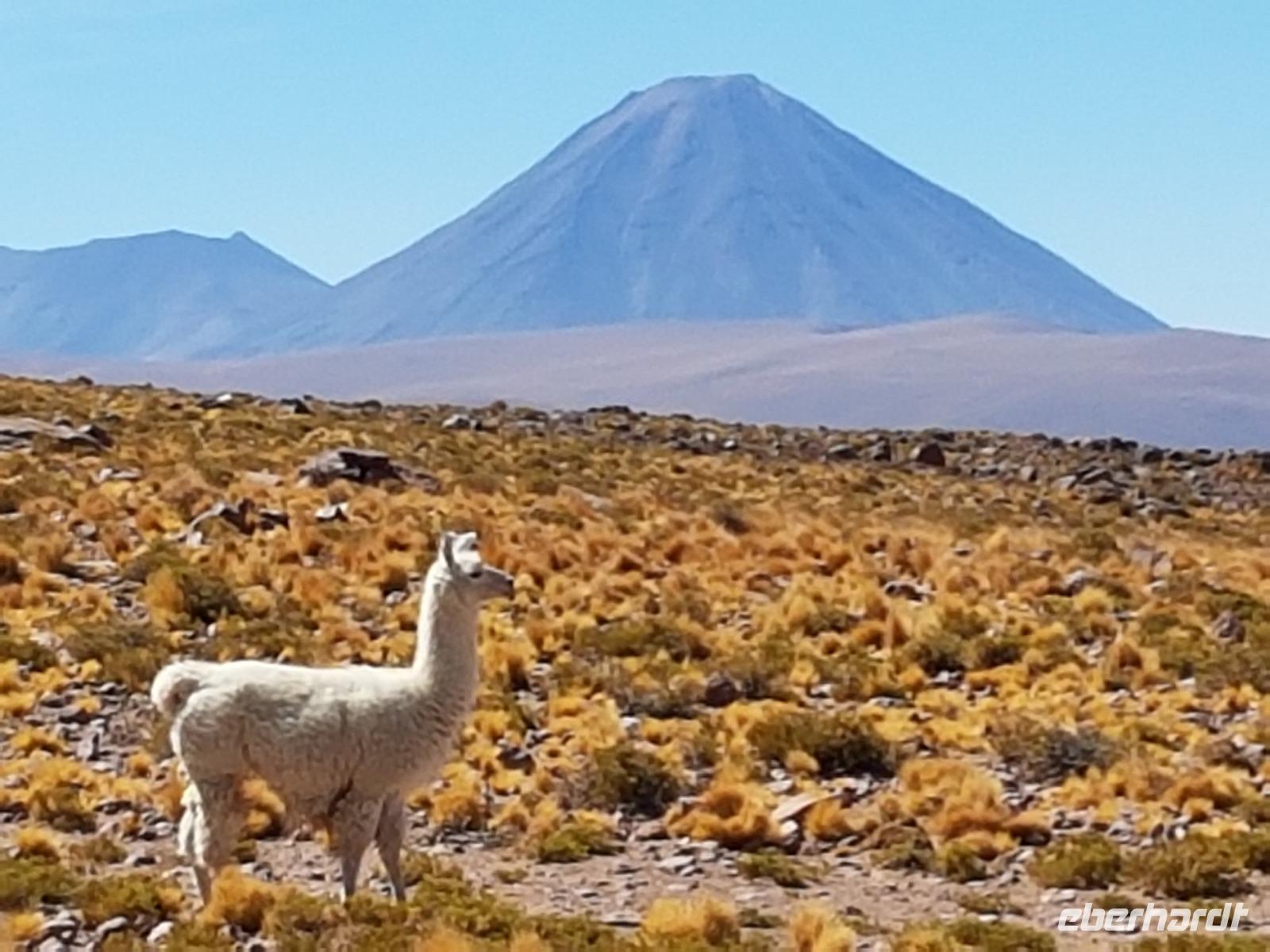 Rundreise Südamerika – Chile und Argentinien Santiago de Chile – Atacama-Wüste – Valparaiso – Punta Arenas – Torres del Paine – Perito Moreno-Gletscher – Buenos Aires (273) &ndash; &copy; Benjamin Rodriguez Manzanares (Eberhardt TRAVEL)