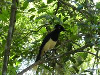 05_Nationalpark Iguazú (25) &ndash; &copy; Jörg Nesse (Eberhardt TRAVEL)