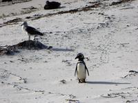 Kowalski  &ndash; &copy; Sabine Letzybyll (Eberhardt TRAVEL)