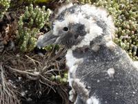 Pinguin &ndash; &copy; Sabine Letzybyll (Eberhardt TRAVEL)
