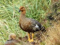 Falklandinsel Stanley &ndash; &copy; Sabine Letzybyll (Eberhardt TRAVEL)