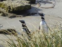 Pinguine &ndash; &copy; Sabine Letzybyll (Eberhardt TRAVEL)