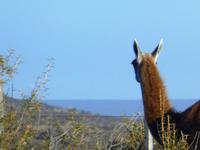 Guanaca &ndash; &copy; Sabine Letzybyll (Eberhardt TRAVEL)