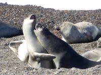 junge Seeelefanten &ndash; &copy; Sabine Letzybyll (Eberhardt TRAVEL)