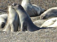 junge Seeelefanten &ndash; &copy; Sabine Letzybyll (Eberhardt TRAVEL)