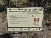 Guanaco &ndash; &copy; Sabine Letzybyll (Eberhardt TRAVEL)