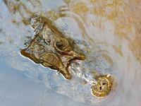 Krokodil &ndash; &copy; Sabine Letzybyll (Eberhardt TRAVEL)