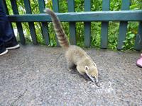 Nasenbär &ndash; &copy; Sabine Letzybyll (Eberhardt TRAVEL)
