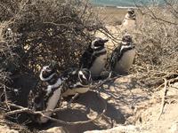Pinguine