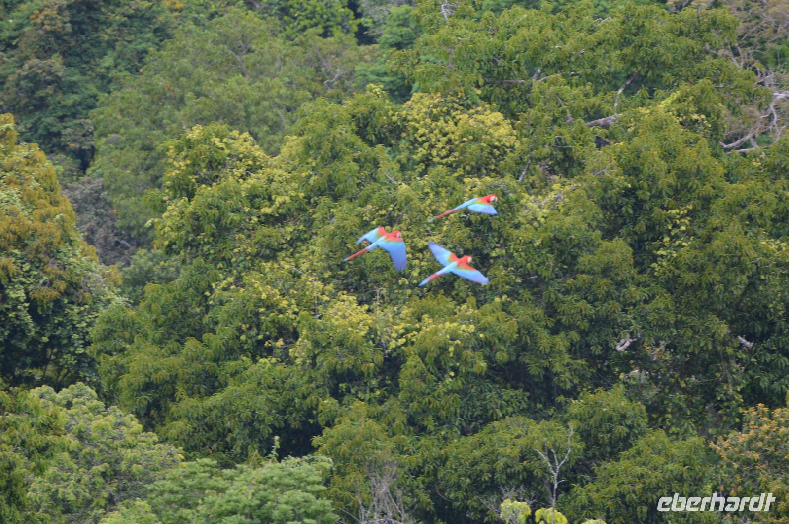 Iwokrama Grünflügelaras &ndash; &copy; Hubert Lücker (Eberhardt TRAVEL)