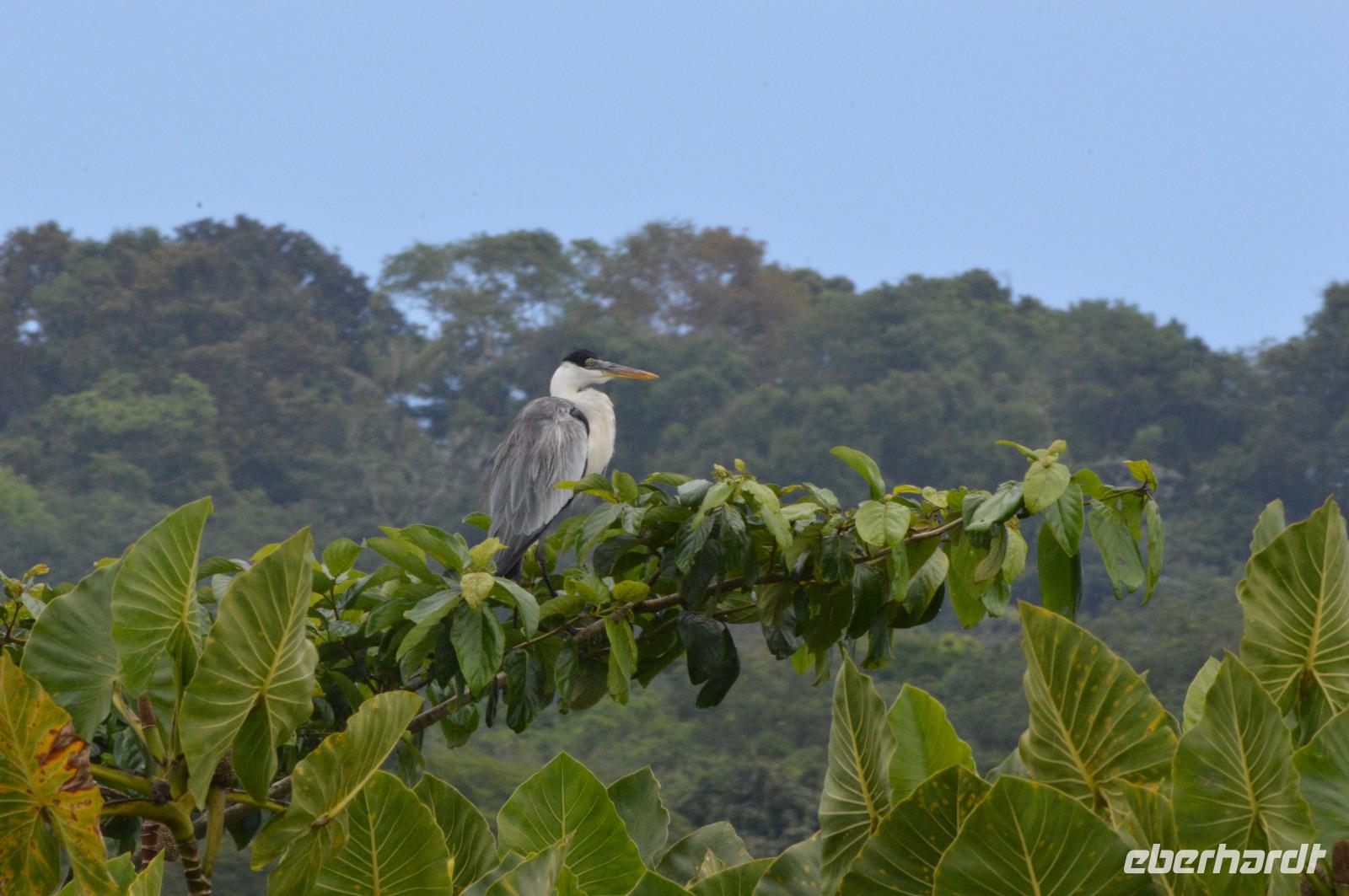 Kaw Cocoireiher &ndash; &copy; Hubert Lücker (Eberhardt TRAVEL)