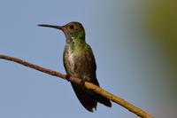 Kolibri &ndash; &copy; Hubert Lücker (Eberhardt TRAVEL)