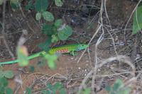 Leguan &ndash; &copy; Hubert Lücker (Eberhardt TRAVEL)