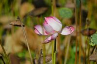 Lotosblüte