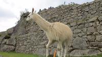 Machupicchu (75) &ndash; &copy; Francisco Javier Burgos Gutierrez (Eberhardt TRAVEL)