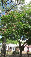 Colonia de Sacramento (44) &ndash; &copy; Francisco Javier Burgos Gutierrez (Eberhardt TRAVEL)