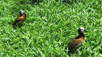 Iguazu Brasilien (46) &ndash; &copy; Francisco Javier Burgos Gutierrez (Eberhardt TRAVEL)