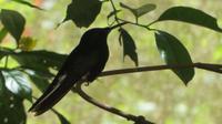 Iguazu Brasilien (106) &ndash; &copy; Francisco Javier Burgos Gutierrez (Eberhardt TRAVEL)