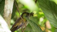 Iguazu Brasilien (109) &ndash; &copy; Francisco Javier Burgos Gutierrez (Eberhardt TRAVEL)