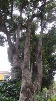 Rio de Janeiro (103) &ndash; &copy; Francisco Javier Burgos Gutierrez (Eberhardt TRAVEL)