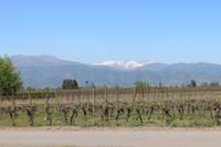 Weingut Casa Silva